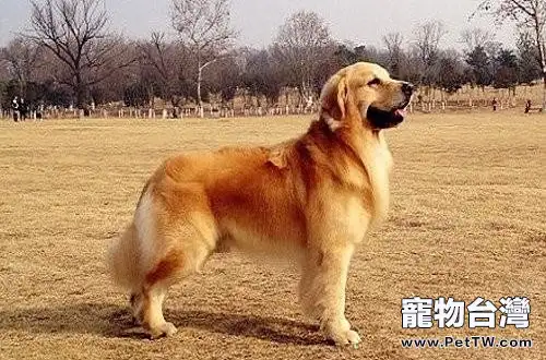 金毛尋回犬