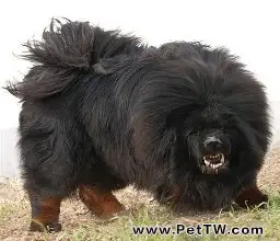 高加索犬vs藏獒(共2張圖片)-寵物台灣