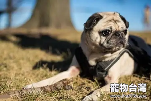 狗狗拉血但是精神又非常好，這是為什麼呢？（共2張圖片）-寵物台灣