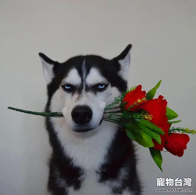 為什麼哈士奇被人們稱為二哈呢？網友看了都叫秒！ （共2張圖片）-寵物台灣