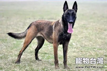 一窩馬犬怎麼挑選好的?這樣的方法非常有效(共2張圖片)-寵物台灣