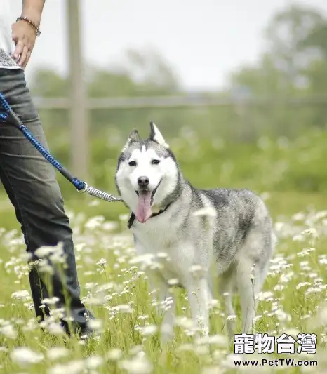 記住四點就能讓哈士奇健康渡過換季時期