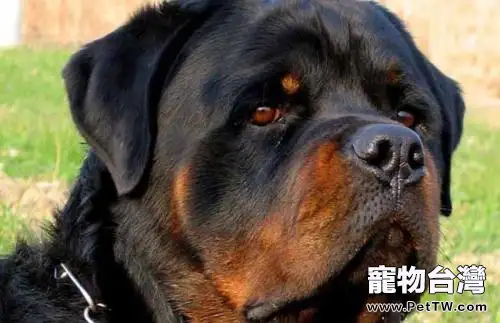 養羅威那犬的壞處有哪些?羅威那犬價格多少? (共2張圖片)-寵物台灣