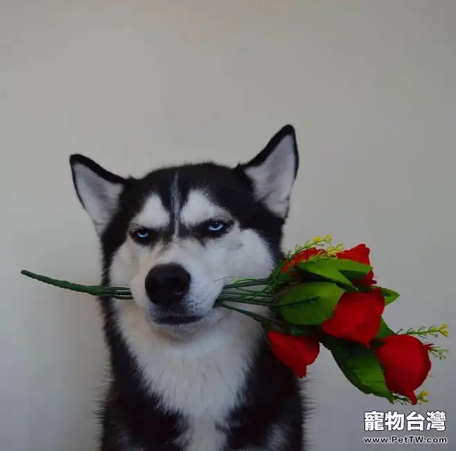 狗狗怎麼訓練戴口罩？看完你就知道了 （1圖）-寵物台灣