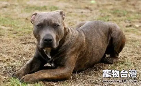 怎麼訓練比特犬肌肉 (共2張圖片)-寵物台灣