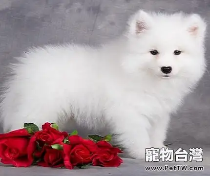 怎樣進行薩摩耶幼犬等食訓練？訓練時需要注意哪些細節？ （共2張圖片）-寵物台灣