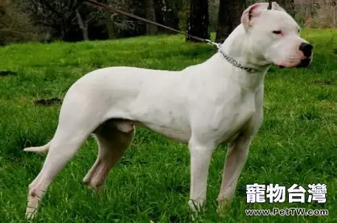 杜高犬應該訓練哪一些項目？（1圖）-寵物台灣