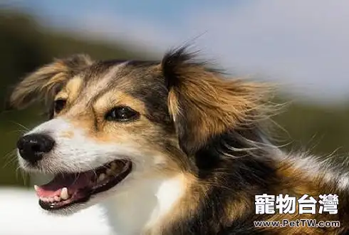 想知道訓練狗坐下的手勢有哪些嗎! (共2張圖片)-寵物台灣