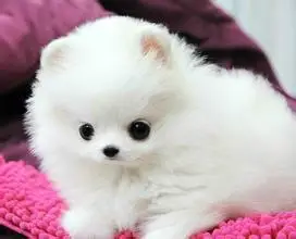 小博美 犬(松鼠狗)的訓練方法是什麼?(共2張圖片)-寵物台灣