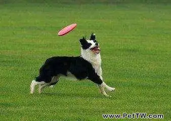 飛盤狗訓練用的飛盤 （共2張圖片）-寵物台灣