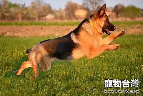 小狗訓練時用什麼獎勵?這三種獎勵讓你事半功倍 (共2張圖片)-寵物台灣