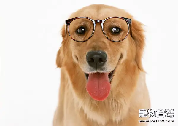 常見的狗狗肢體語言解讀
