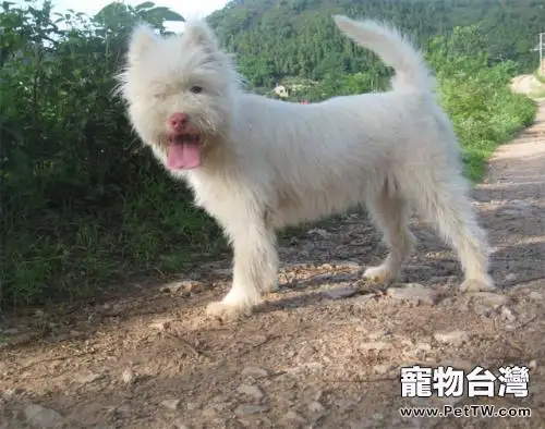 下司犬訓練打獵方法 (1圖)-寵物台灣