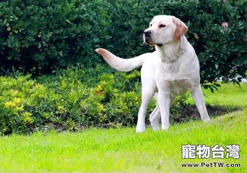 訓練幼犬從不可以開始(1圖)-寵物台灣
