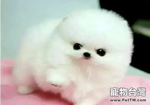 博美怎麼訓練它握手？ （1圖）-寵物台灣