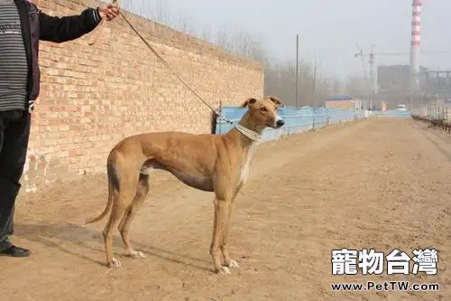 格力犬怎樣訓練盯燈- (1圖)-寵物台灣