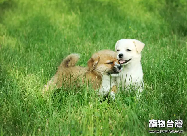 預防狗狗螨蟲及因螨蟲患皮膚病的治療方法