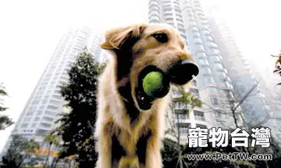 室外養狗的注意事項
