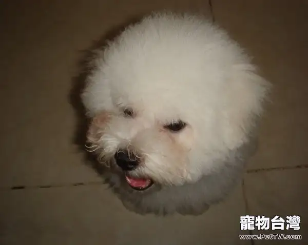 狗狗淚斑形成的原因分析