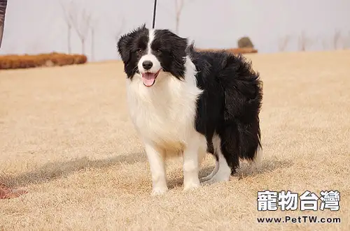 怎麼判斷母狗是否應該繁殖(1圖)-寵物台灣