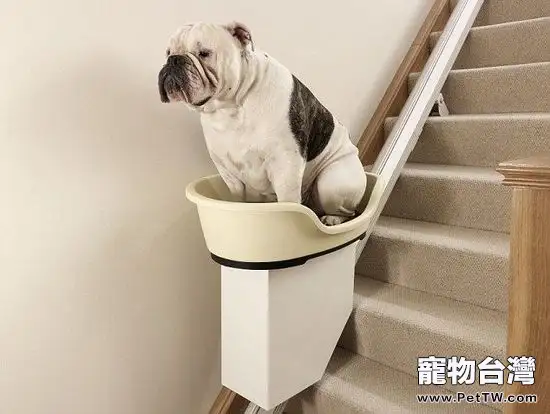 讓狗狗爬樓梯可能會害了狗