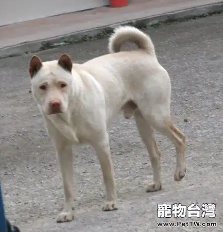 下司犬打獵怎麼訓練?這兩項技能必須掌握!0(1圖)-寵物台灣
