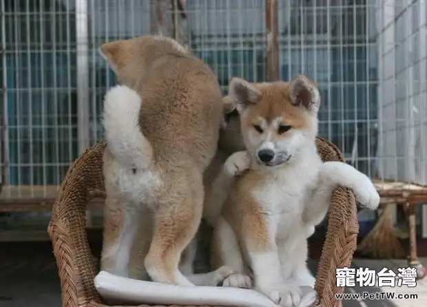 給秋田犬吃內臟的壞處