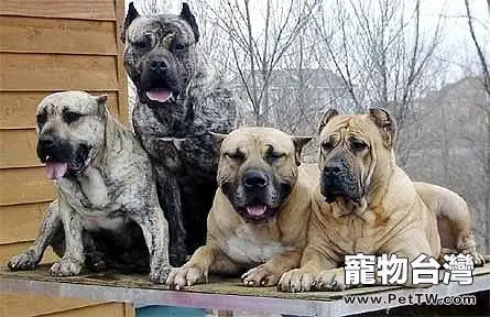 西班牙加納利犬的品種介紹（1圖）-寵物台灣