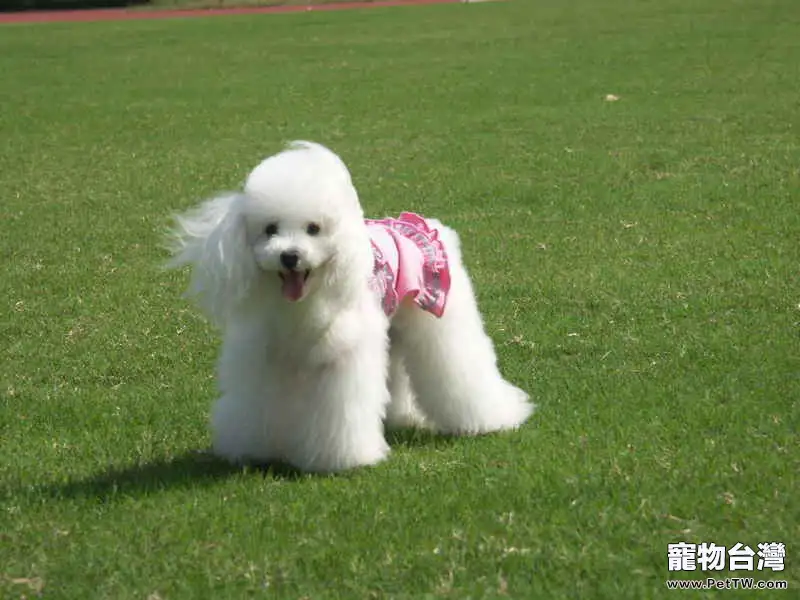 上班族適合飼養的狗狗品種介紹
