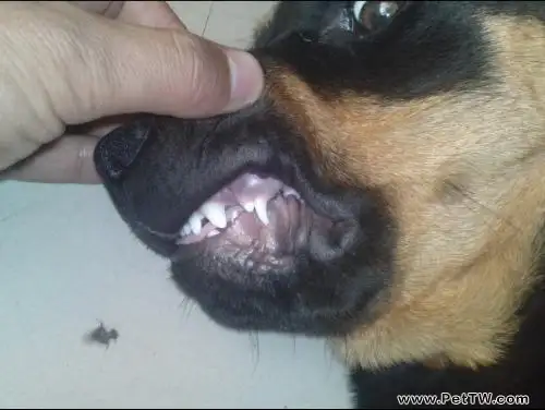 狗狗換牙期的注意事項
