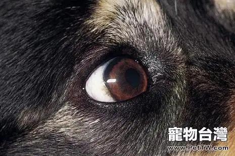 犬類瞼外翻症狀和治療方法