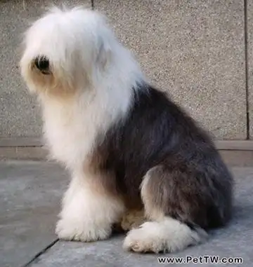 犬類瞼外翻症狀和治療方法(共3張圖片)-寵物台灣