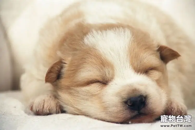 什麼環境能讓狗狗有良好的睡眠