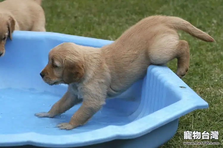 狗狗美容從幼犬開始