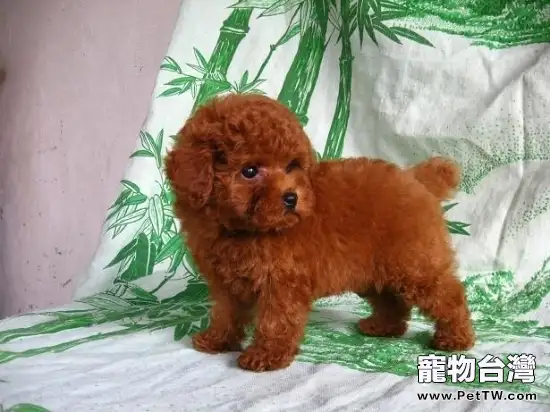 狗狗美容從幼犬開始