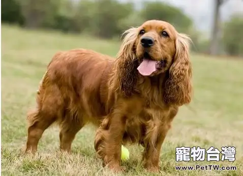 養可卡前家長需要知道的事