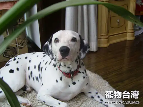 大麥町犬的訓練要點(1圖)-寵物台灣