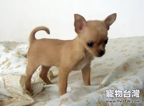 怎樣改掉吉娃娃亂叫的習慣(1圖)-寵物台灣