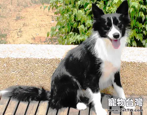 保證狗狗科學飲食很重要