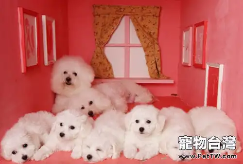 怎麼正確護理比熊 犬(卷毛比雄犬)眼睛(1圖)-寵物台灣