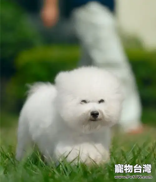 怎樣幫比熊 犬(卷毛比雄犬)去除淚痕(1圖)-寵物台灣