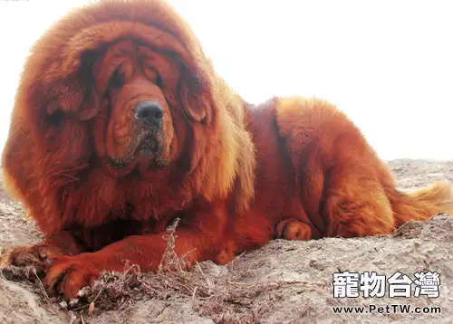 藏獒吃什麼肉好(1圖)-寵物台灣
