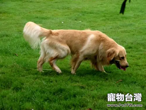 金毛拉肚子怎麼辦(1圖)-寵物台灣