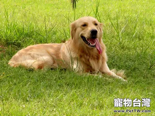 在室內怎樣餵養黃金獵犬