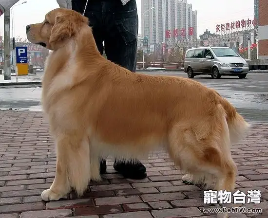 黃金獵犬的隨行及坐立的訓練要點