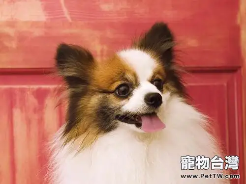蝴蝶犬的起源與外形特徵