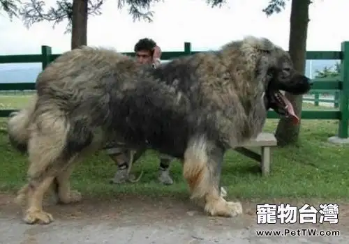 高加索還有藏獒在大型犬中比較厲害的是哪一個呢? (1圖)-寵物台灣