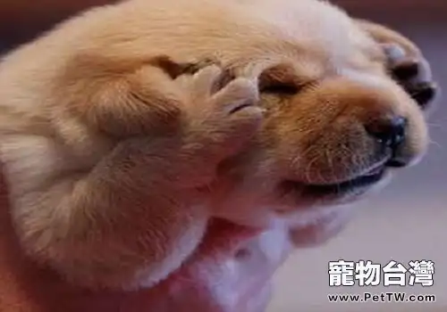 小狗訓練什麼球最好?球的類型有哪些? (1圖)-寵物台灣