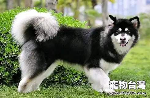 狗狗的鼻子發乾是什麼原因呢? (1圖)-寵物台灣