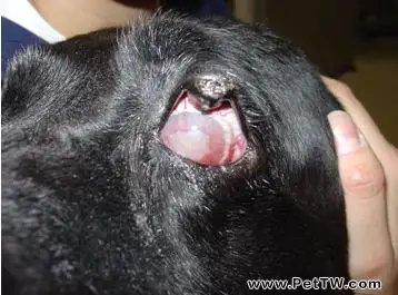 關於狗狗青光眼的治療案例